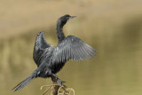 Indian Cormorant  Goa