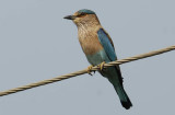 Indian Roller Goa