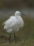 Little Egret  Goa