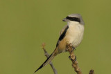 Long-tailed Shrike  Goa