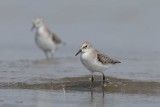 Little Stint  Goa