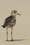 Pacific Golden Plover  Goa