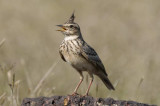 Malabar Crested Lark  Goa