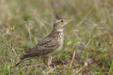 Malabar Crested Lark  Goa