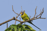 Plum-headed Parakeet  Goa