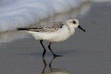 Sanderling  Goa