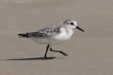 Sanderling  Goa