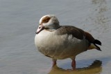 Egyptian Goose