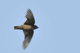 Dusky Crag Martin  Kerala