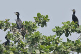 Great Cormorant  Kerala