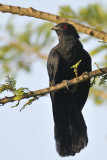 Asian Koel  Kerala