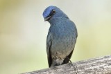 Nilgiri Flycatcher Kerala