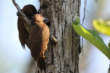 Rufus  Woodpecker  Kerala