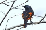 Scarlet Minivet  Kerala