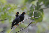 Southern Hill Mynah  Kerala