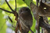 Sri Lankan Frogmouth Kerala