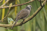 Spotted Dove   Sri Lanka