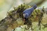 Velvet-fronted Nuthatch  Kerala