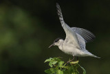 Whiskered Tern Kerala