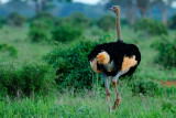 Birds of Kenya 