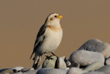 Snow Bunting  Rhyl