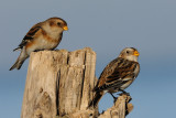 Snow Bunting  Rhyl