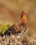 Red Grouse Long Mynd Shropshire