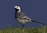Pied Wagtail Little Orme Conwy