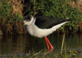 Black Winged Stilt Isle of May,Scotland
