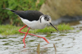 Black Winged Stilt  Isle of May,Scotland