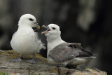 Northern Fulmar    Scotland