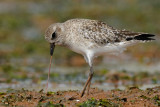 Grey Plover Malindi beach Kenya