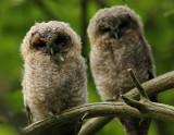 Tawny Owl  Wales