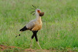 Secretary Bird  Tsavo East NP
