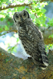 Spotted Eagle Owl nr Tsavo East