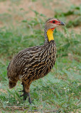 Yellow Necked Francolin Tsavo East NP