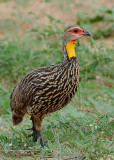 Yellow Necked Francolin  Tsavo East NP