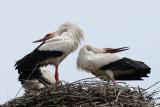 White Stork  Bensheim,Germany