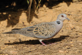 Turtle Dove  Ibiza