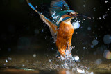 kingfisher bird.jpg