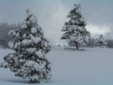 More pines in a field of snow