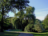 Giant willow tree