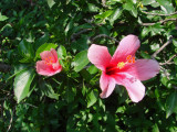 Hibiscus