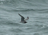 Mouette tridactyle mlanique, Les Escoumins