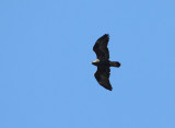 Aigle royal, Tadoussac
