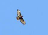Buse  queue rousse de type calurus, Tadoussac