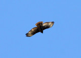 Buse  queue rousse de type calurus, Tadoussac