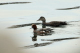 Canard siffleur (jeune mle en mue), Tadoussac
