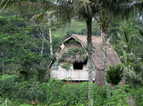 tropical barn.jpg