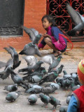 pigeons.jpg